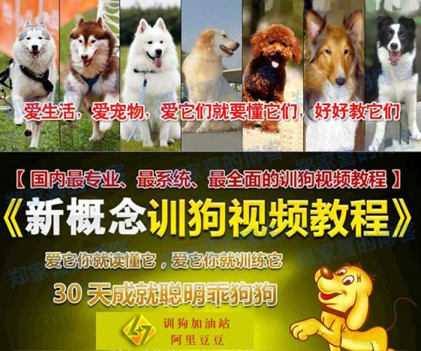 2016自学训狗教程 从零开始训狗狗教材 听话转圈视频方法驯狗学习