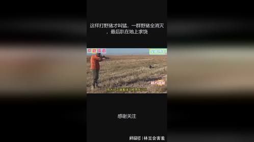 这样打野猪才叫猛，一群野猪全消灭，最后趴在地上求饶