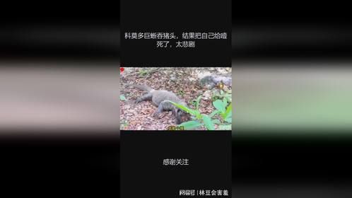 科莫多巨蜥吞猪头，结果把自己给噎死了，太悲剧