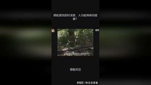 蟒蛇受伤回村求救，人与蛇将有何故事？