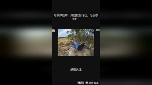 专家抓巨蟒，开启放生行动，为生态助力！