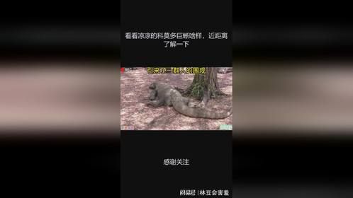 看看凉凉的科莫多巨蜥啥样，近距离了解一下