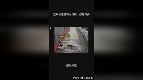 这只德牧是讲义气的，但是不多