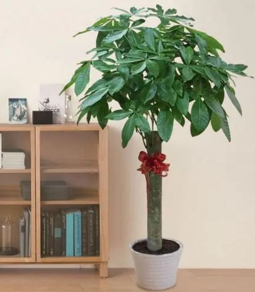 家养鸟的品种大全，适合养的鸟类（家庭常见绿植品种大全）