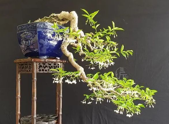 家养鸟的品种大全，适合养的鸟类（家庭常见绿植品种大全）