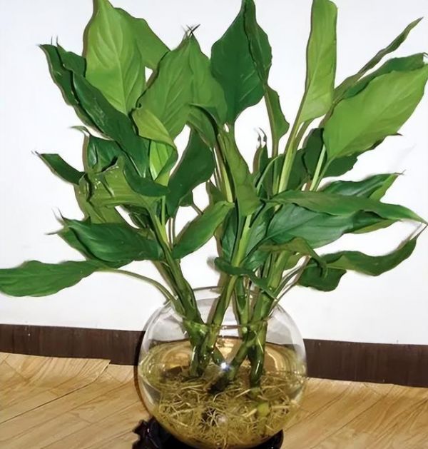 家养鸟的品种大全，适合养的鸟类（家庭常见绿植品种大全）