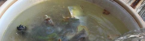 能不能在乌龟缸里养大蒜，宠物龟可以吃大蒜吗