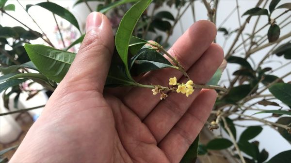 养鱼养龟日记：喂鱼浇花照看给小龟喂水，桂树居然开花了