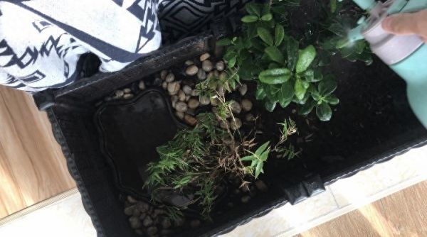 养鱼养龟日记：喂鱼浇花照看给小龟喂水，桂树居然开花了