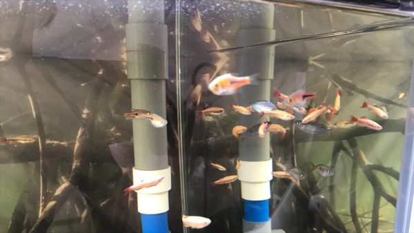 养鱼养龟日记：喂鱼浇花照看给小龟喂水，桂树居然开花了
