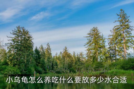 小乌龟怎么养吃什么要放多少水合适