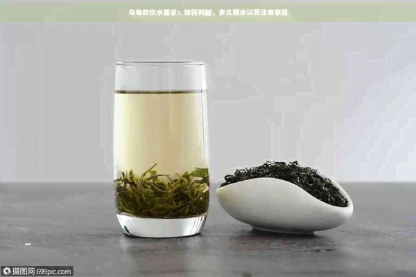 乌龟的饮水需求：如何判断、多久喂水以及注意事项