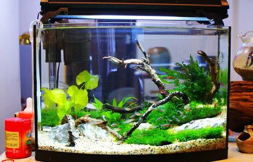 DIY宠物鱼缸，打造温馨水族角