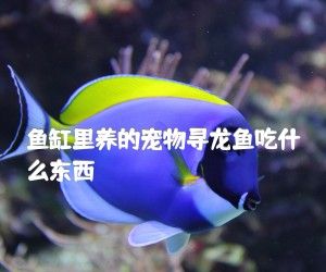 鱼缸里养的宠物寻龙鱼吃什么东西