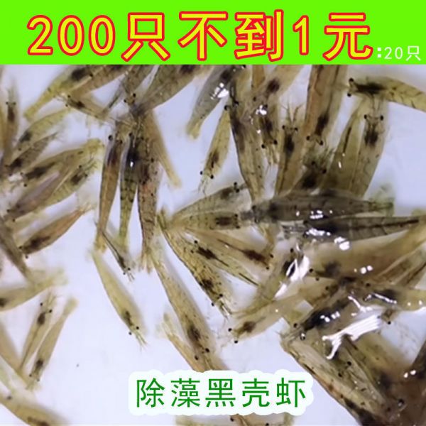 远徒商贸虾