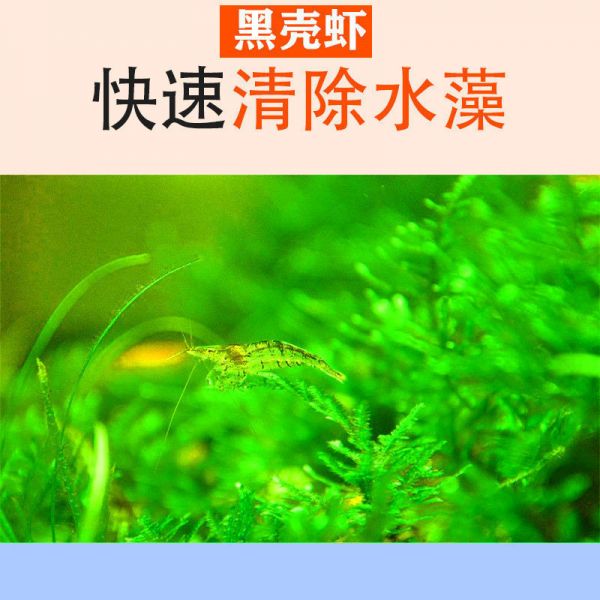 现货速发黑壳虾除藻淡水活宠物观赏虾清洁饲料工具鱼缸小草缸造景