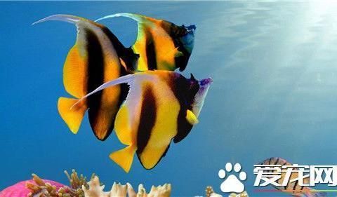 鱼缸清洁用具有哪些种类的好用(鱼缸清洁工具用什么好) 银龙鱼百科