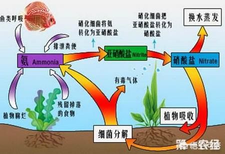 清理鱼缸的刷子（清理鱼缸的擦子） 观赏鱼批发