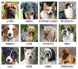 宠物品种鉴,一览尽萌宠风采