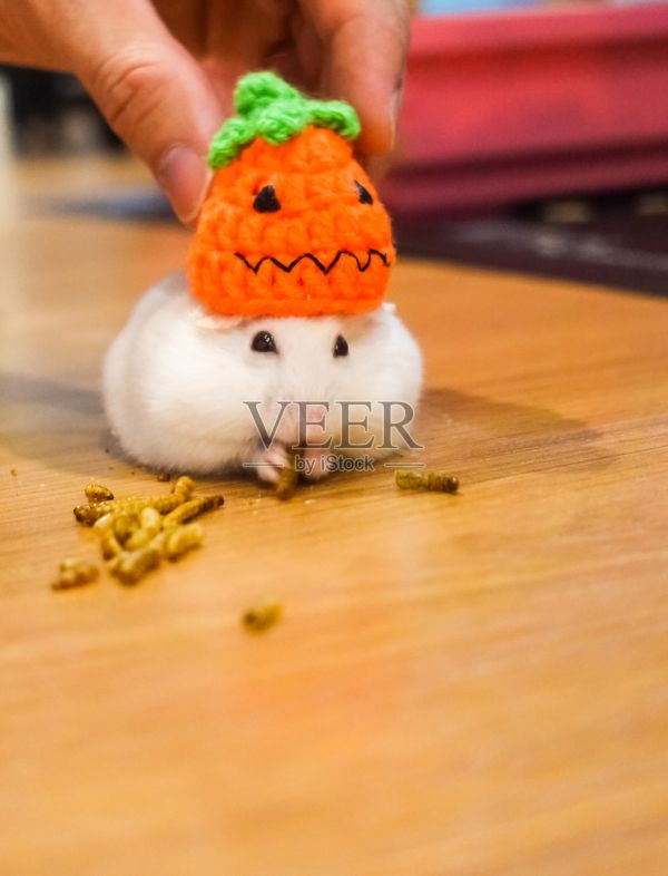 可爱的白色冬季白色仓鼠房子宠物穿万圣节编织杰克O灯笼南瓜派对帽子吃宠物零食在万圣节节日。宠物打扮Trick or Treat服装装饰照片摄影图片