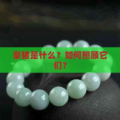 豪猪是什么？如何照顾它们？