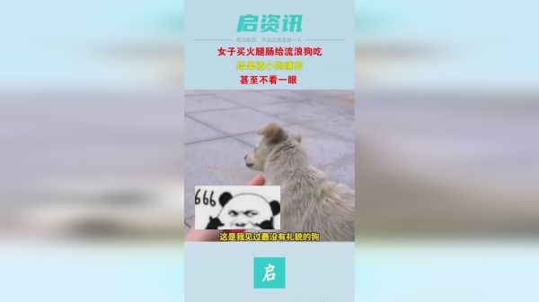 女子买火腿肠喂流浪狗，却被狗嫌弃看都不看，气得女子直接怼嘴里