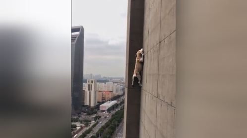 你没看错，它是狗
