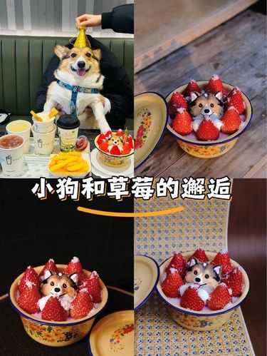 南京小狗即刻拥有搪瓷盆草莓蛋糕