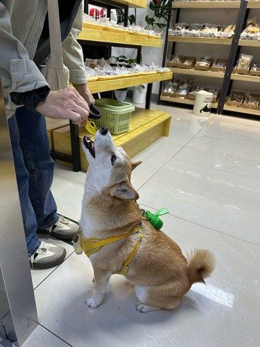 线下宠物鲜食、零食哪里买！