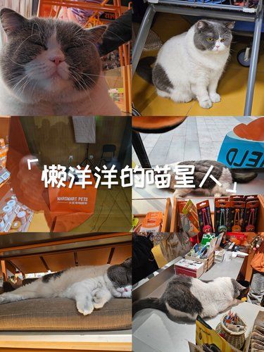 给北辰荟火星宠物超市的店猫上大分！
