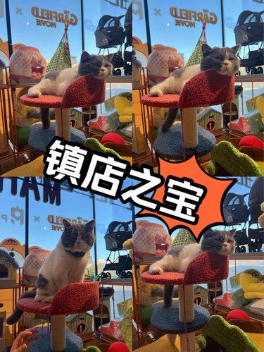 北辰荟 火星宠物超市之镇店之宝