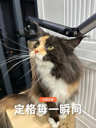 快来数数有多少只猫猫
