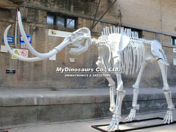 探索动物骨架模型的美妙世界：揭示生命之谜展示生物结构奇妙构造