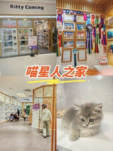谁能拒绝傻憨憨的喵星人。