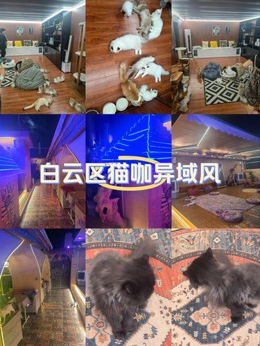 白云区这家异域风猫咖