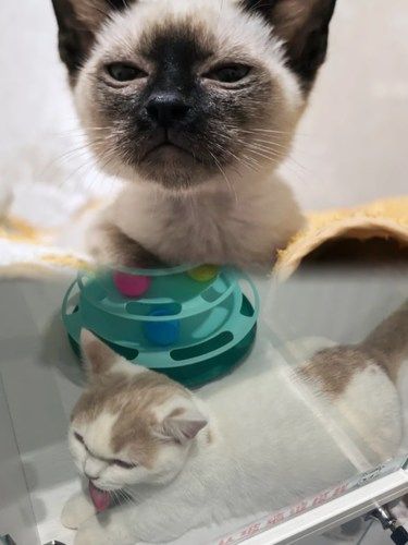 爱猫人士看过来！领养小猫咪，给它们一个温暖家