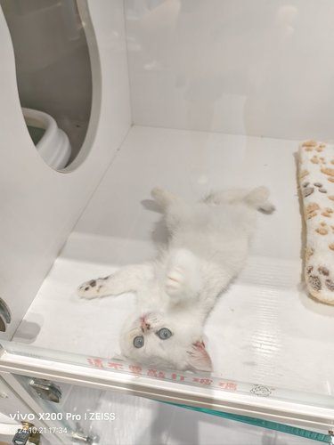 谁能拒绝一只可爱的小猫