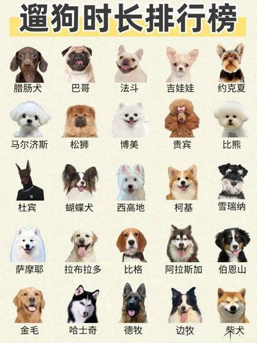 遛狗时长排行，谁的笑容最灿烂最不爱回家！