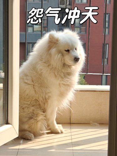 狗子到底有多记仇？被打后直接离家出走！！