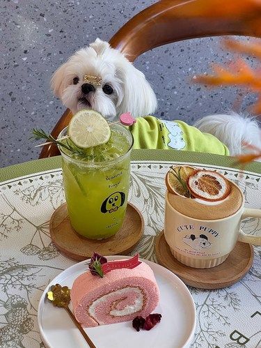 东莞）万圣节宠物友好咖啡店…被萌化啦[色]