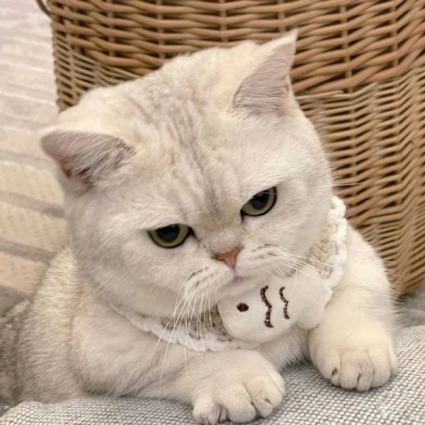 宠物猫