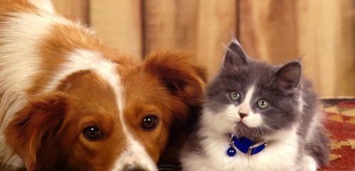 狗狗特征特点+猫咪习性，宠物生活必备指南！