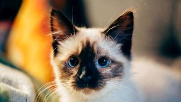 狗狗特征特点+猫咪习性，宠物生活必备指南！