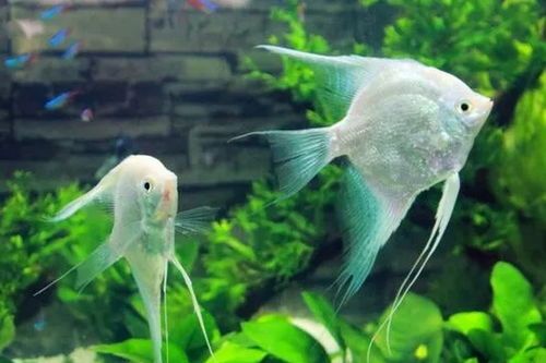 循环水养鱼瓶，纯净水源，宠物鱼产量高，轻松养鱼！