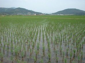 农村稻田变鱼塘，水源地势面积缺一不可，养鱼省时省力，宠物新选择！