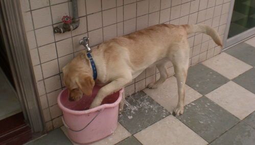 宠物饮水不洁易生病，换水防病保健康。