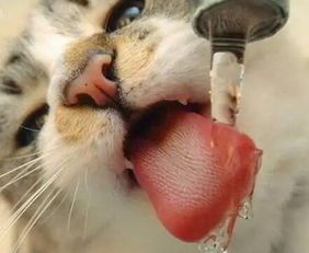 “宠物喝水器安装攻略，轻松让爱宠喝上健康水！”