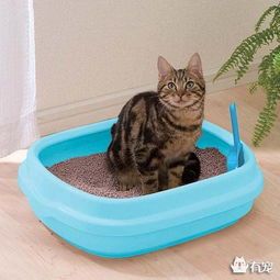 宠物饮食与水源,助猫咪排便顺畅
