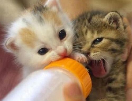 宠物饮食与水源,助猫咪排便顺畅