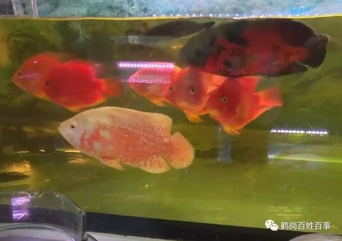 “养鱼不如养宠物，30亩池塘不如一只萌宠！”